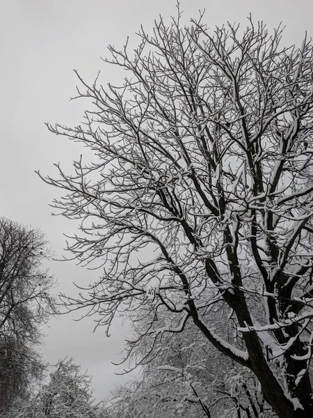 在立陶宛考纳斯的一个寒冷的冬日 冰雪覆盖了天空背景下的落叶树和其他雪树 — 图库照片