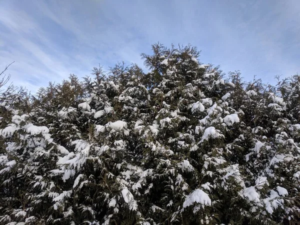 Schneebedeckte Nadelbäume Von Unten Hintergrund Des Blauen Himmels Einem Eiskalten — Stockfoto