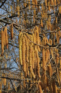 Litvanya 'da güneşli bir bahar gününde sarı tomurcuklardan yağmur yağar.