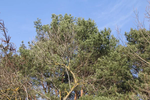 从立陶宛春天的角度来看 混合着绿色尖尖针叶树和无叶落叶落叶树的分枝 背景为蓝天 — 图库照片