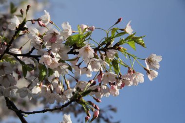 Litvanya 'nın Kaunas şehrinde bahar günü açık mavi gökyüzü arkaplanı olan beyaz sakura çiçeklerinin bir dalına yakın çekim 