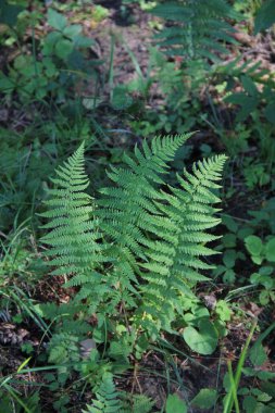 Ormandaki yeşil eğreltiotu yaprakları yazın Litvanya 'da bulanık doğa arka planına sahiptir.