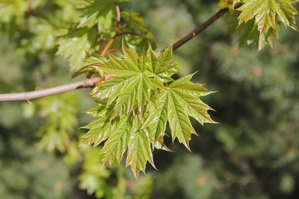 Closeup Ramo Árvore Bordo Com Folhas Verdes Brilhantes Com Fundo — Fotografia de Stock