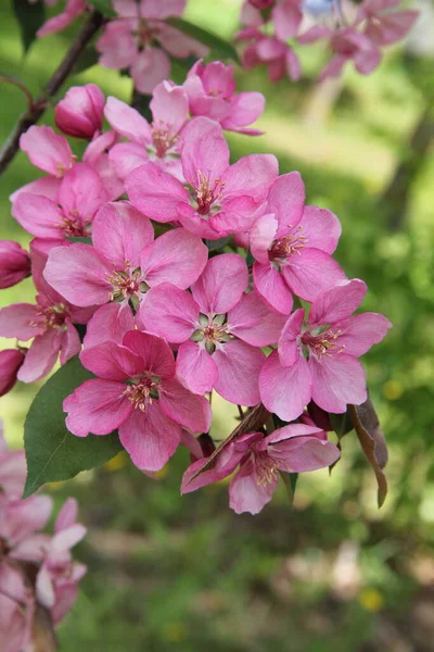 立陶宛考纳斯春天 在大自然的背景下 开着紫色花朵的天堂苹果树的枝条 — 图库照片