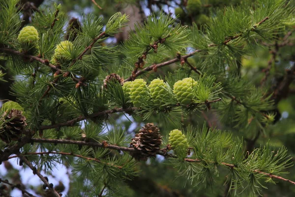 Cabang Pohon Larch Evergreen Dengan Kerucut Hijau Tergantung Latar Belakang — Stok Foto