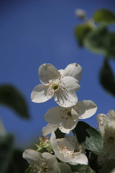 Weiße Blüten Eines Orangefarbenen Strauches Hintergrund Des Strahlend Blauen Himmels — Stockfoto