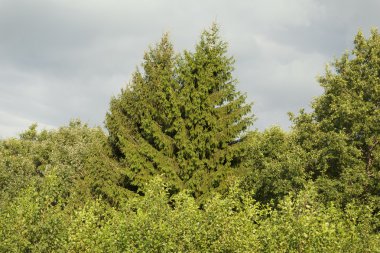 Ormandaki çam ağaçları