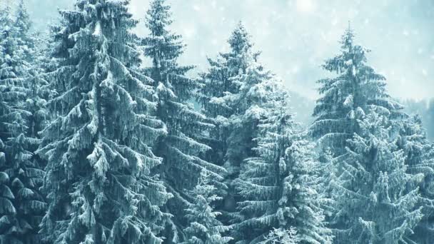 Neve senza soluzione di continuità nella foresta invernale — Video Stock