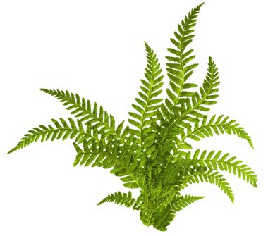 yeşil yaprakları eğreltiotu üzerinde beyaz izole