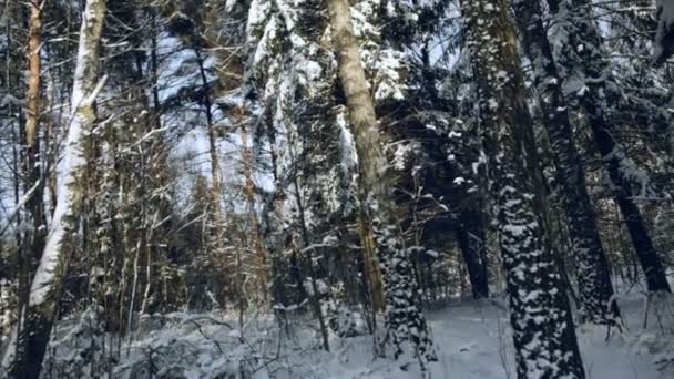 Winterwald Natur. Kranichbewegung — Stockvideo