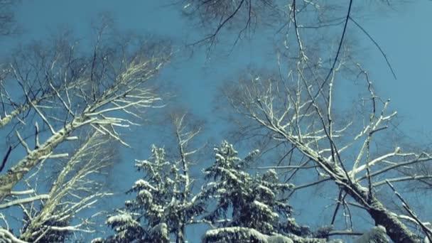 Forêt hivernale nature. Mouvement de grue — Video