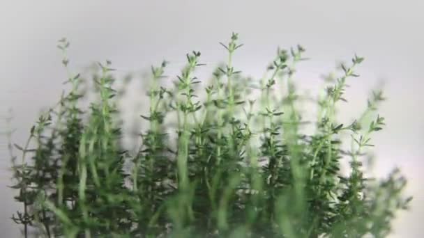 Fresh thyme rotates, close up — Stock Video