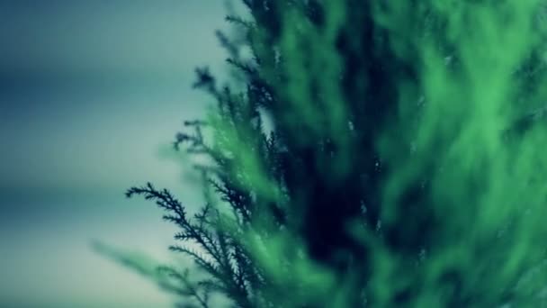 Thuja (cupressus) gira 360 graus. De perto, sem emenda — Vídeo de Stock