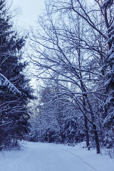 Winterwald — Stockfoto