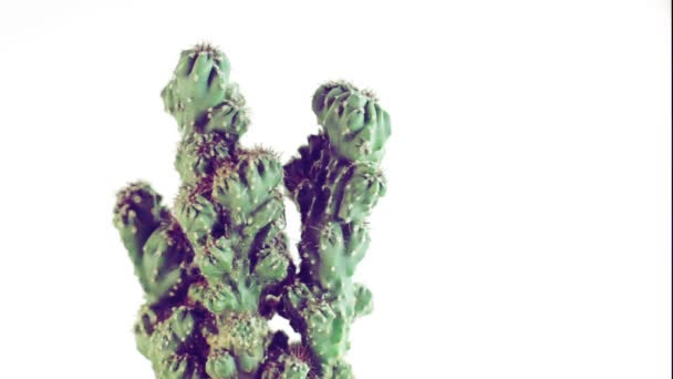 Падаюча вода на кактусі (ізольована на білому ) — стокове відео
