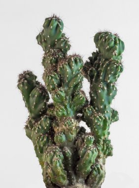 Beyaz izole kaktüs (Cylindropuntia)