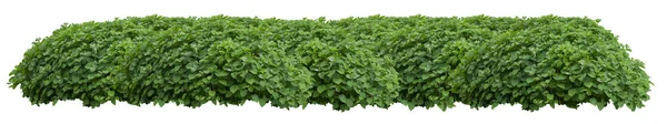 Beautiful green fresh ornamental wild hedge isolated on white ba — Stock Photo, Image