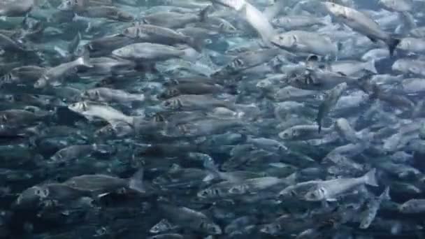 Muchos peces caballa, vista submarina. Hermoso material de meditación — Vídeo de stock