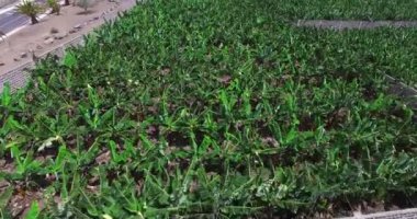 Anteni: yumuşak bir uçuş Muz ağaçları plantasyon yukarıda