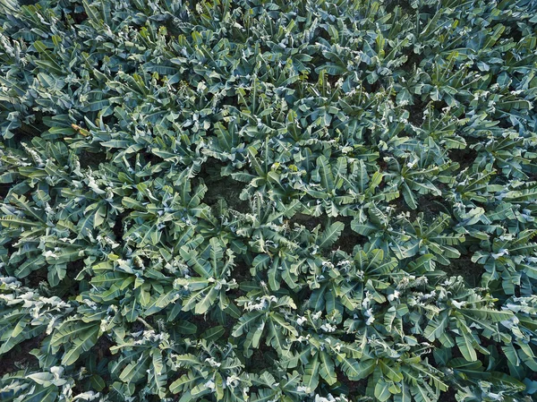 Aerial view of banana trees plantation. Texture (view from top) — Stock Photo, Image