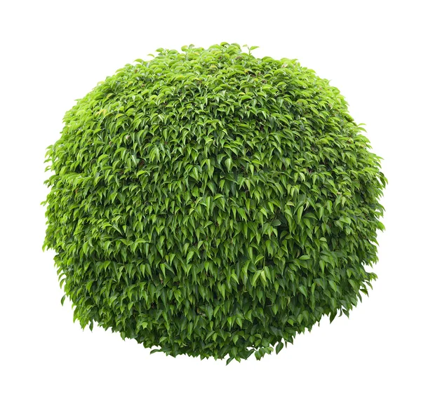 Cute ball shaped bush isolated on white background — Stock Photo, Image
