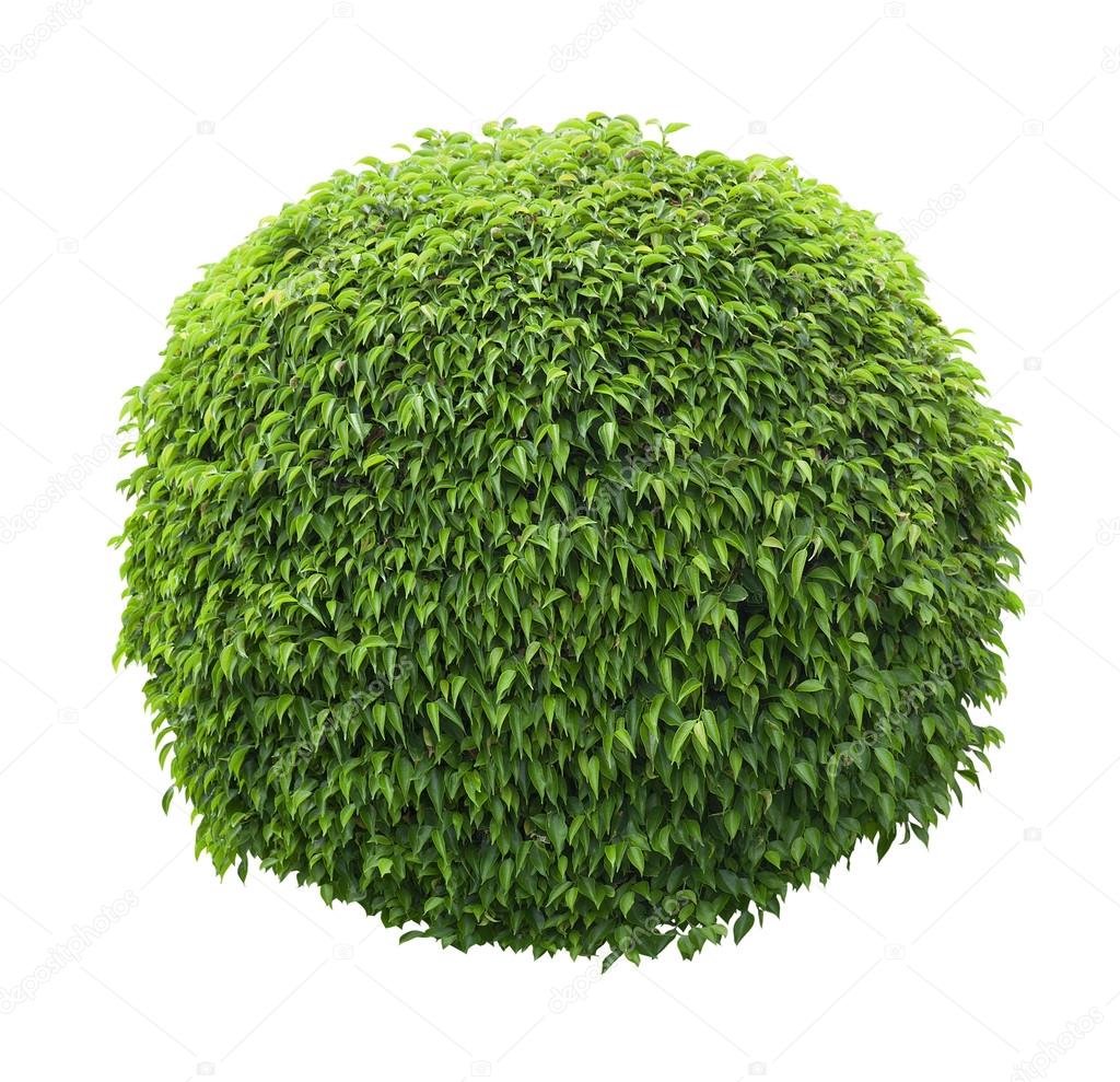 Cute ball shaped bush isolated on white background