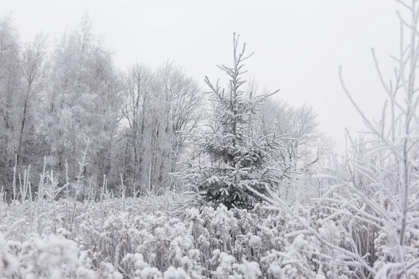 Kiefer (Weihnachts-) Baum in gefrorener Wiese. Winter in Litauen — Stockfoto