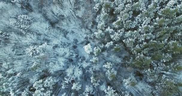 空中。冬の森の木の最上部より上の滑らかな飛行は、雪で覆われて — ストック動画