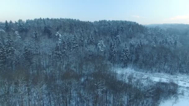 AERIAL: Гарний холодний політ над замерзлими лісовими деревами — стокове відео