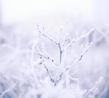 Su damlaları ve arka plan bulanık - retro vintage etkisi ile kış ormandaki ıslak ağaç dalları