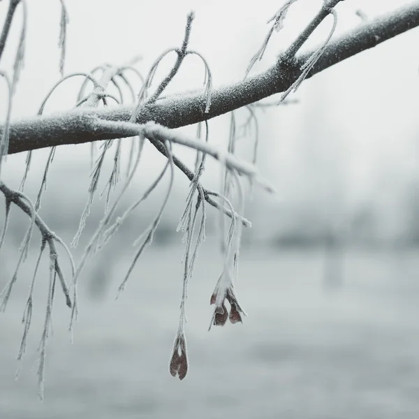 Rimfrost och snö på träden i vinter skog. Vackra vinter natur. Mjukt fokus — Stockfoto