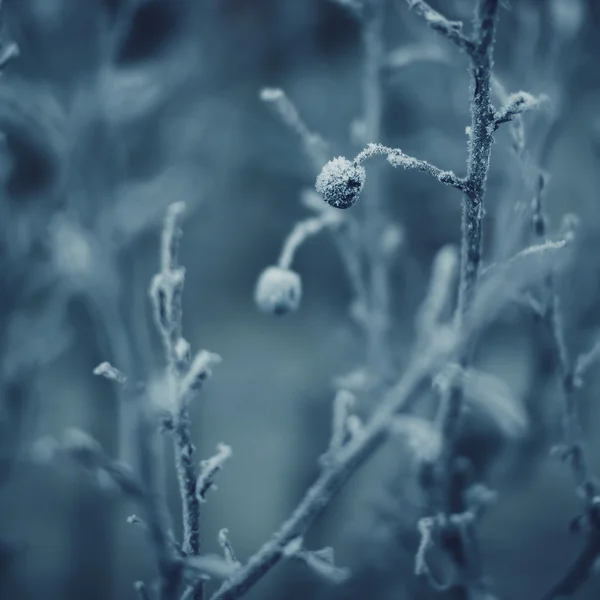 Gren med bär full av rimfrost på naturliga bakgrund — Stockfoto