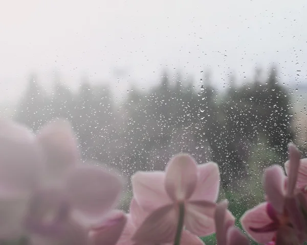 Natürliche Wassertropfen auf Fensterglas mit grünem Hintergrund und mit Blume — Stockfoto