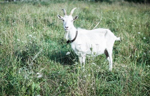 Funny goat in field