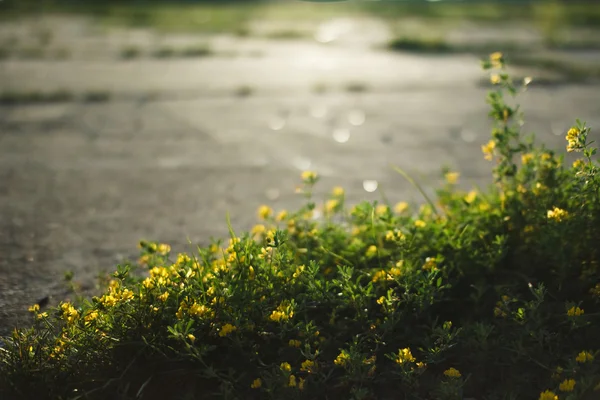 在道路上的鲜花 图库照片