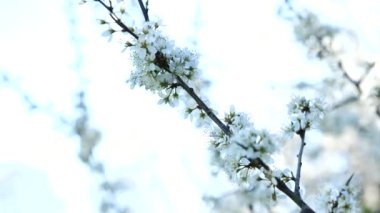 Rüzgarda sallanan kiraz çiçekleri, sığ alan derinliği. 4k