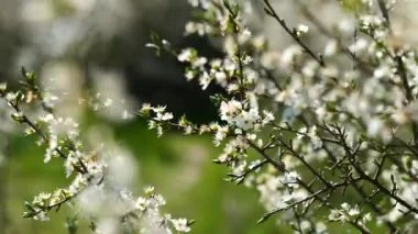 Rüzgarda sallanan kiraz çiçekleri, sığ alan derinliği. 4k