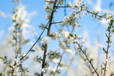 Küçük yeşil yapraklı ve bulanık arkaplanlı çiçek açan kiraz çiçeklerine yakın plan