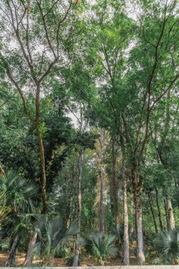 Şehir parkının botanik bahçesi Soçi antik mimari bitkileri