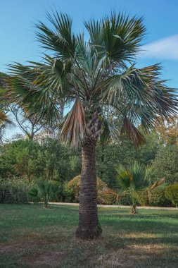 Şehir parkının botanik bahçesi Soçi antik mimari bitkileri