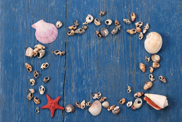 Kabukları ve bir arka plan üzerinde kare şeklinde denizyıldızı — Stok fotoğraf