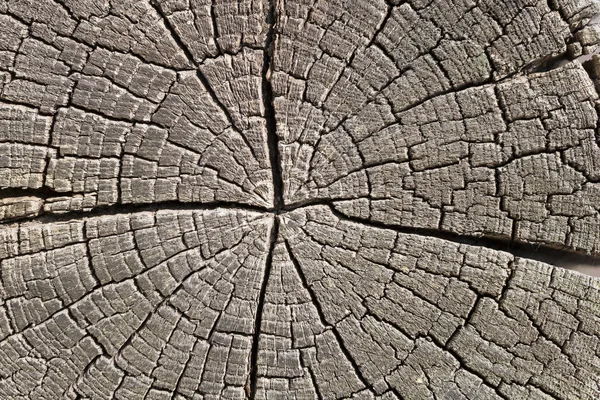 ひびおよびひびの入った木の板を持つ古い木. — ストック写真
