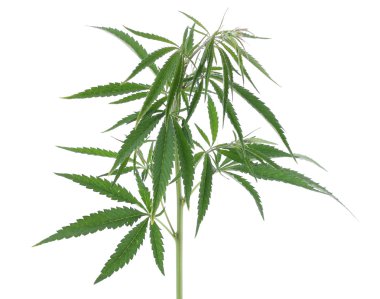 Kenevir bitki, marijuana bitkisi, üzerinde beyaz adam izole