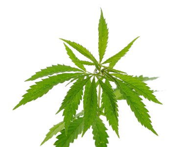 Kenevir bitki, marijuana bitkisi, üzerinde beyaz adam izole