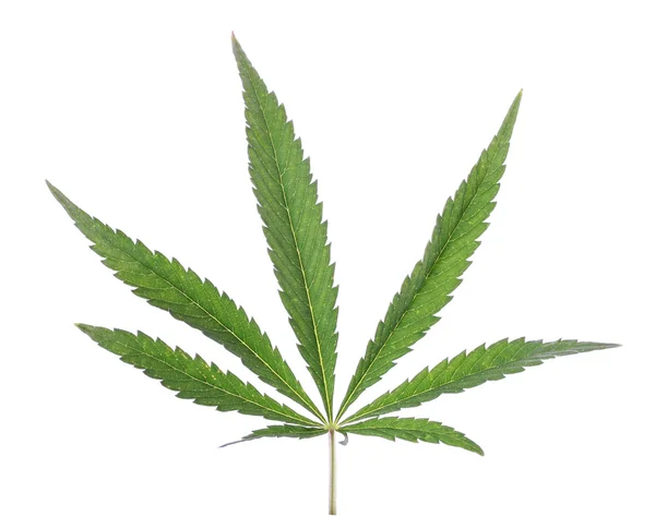 Marijuana blad på en vit bakgrund isolera. — Stockfoto