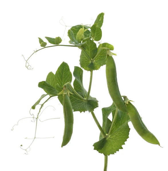 Ripe vegetable pea pods on the stalk. Isolate — Stock Photo, Image