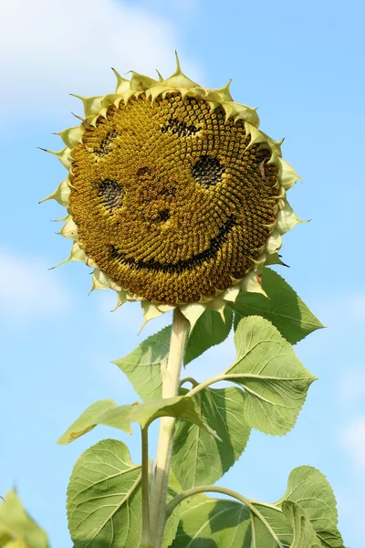 Sonnenblume mit Smiley-Gesicht, die in ihren Samen entstanden ist lizenzfreie Stockbilder