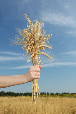 Çavdar ve yulaf bir el 