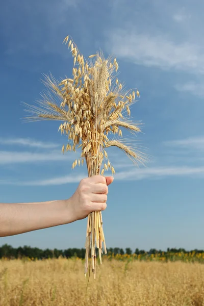 Ears of rye and oats in a hand — Stock Photo, Image