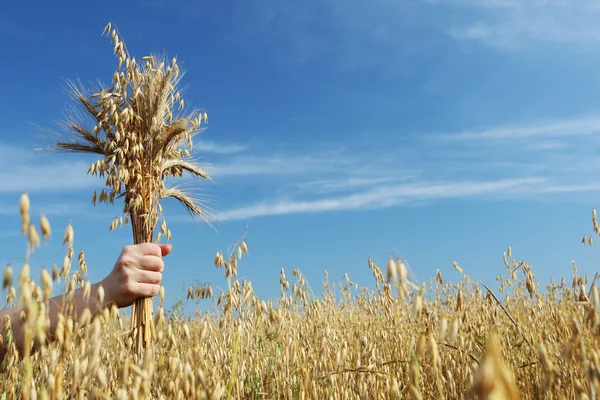 Ears of rye and oats in a hand — Stock Photo, Image